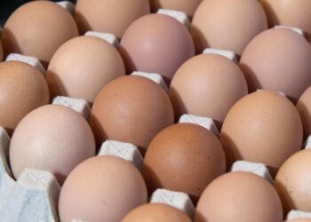 Leaked tender report shows cost of Golden Yolk plant at $40 million | Business