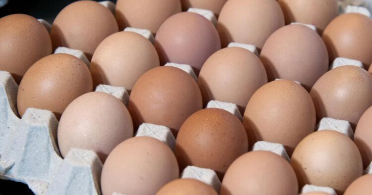 Leaked tender report shows cost of Golden Yolk plant at $40 million | Business