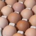 Leaked tender report shows cost of Golden Yolk plant at $40 million | Business