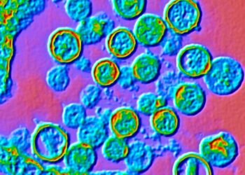 Hantavirus in Argentina: cases have doubled since June 2025