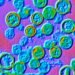 Hantavirus in Argentina: cases have doubled since June 2025