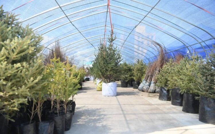 Billions of Trees Expo to Open Ahead of Planting Campaign