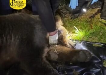 «Free», story of the Marsican bear saved by a steel noose around its neck. «Very serious act of poaching»