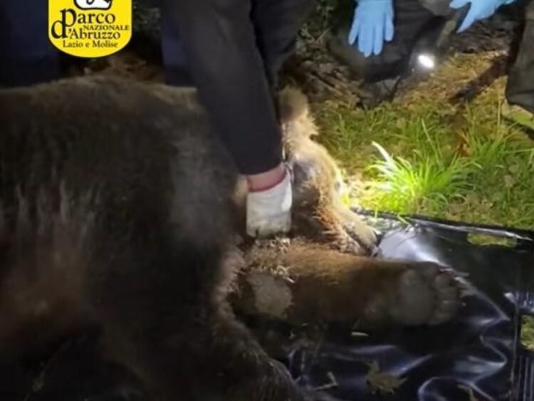 «Free», story of the Marsican bear saved by a steel noose around its neck. «Very serious act of poaching»