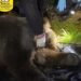 «Free», story of the Marsican bear saved by a steel noose around its neck. «Very serious act of poaching»