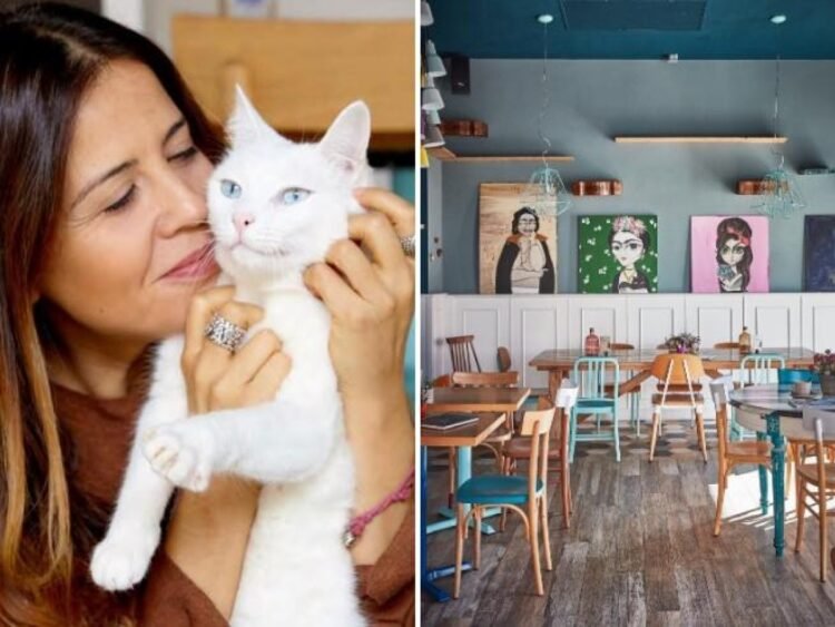 In the “cat bistro” that Angelina Jolie likes, Valentina de Matteis: “To open it I left my permanent job. Here only vegetable cuisine (and pastries)”