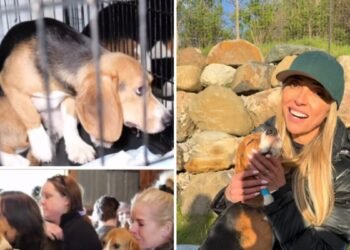 There is also a Green Hill case in the USA: 1,500 beagle dogs destined for animal testing have been released
