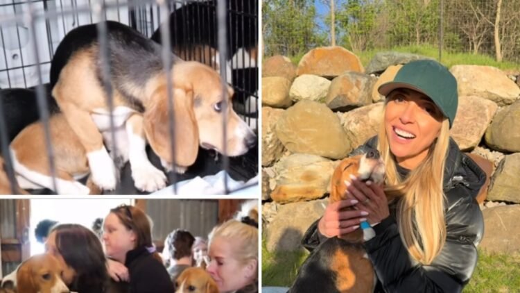 There is also a Green Hill case in the USA: 1,500 beagle dogs destined for animal testing have been released