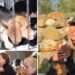 There is also a Green Hill case in the USA: 1,500 beagle dogs destined for animal testing have been released