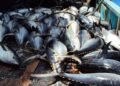 Vanuatu Losing Out on Tuna Wealth, Says Prime Minister | News