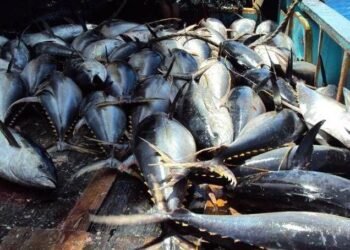 Vanuatu Losing Out on Tuna Wealth, Says Prime Minister | News