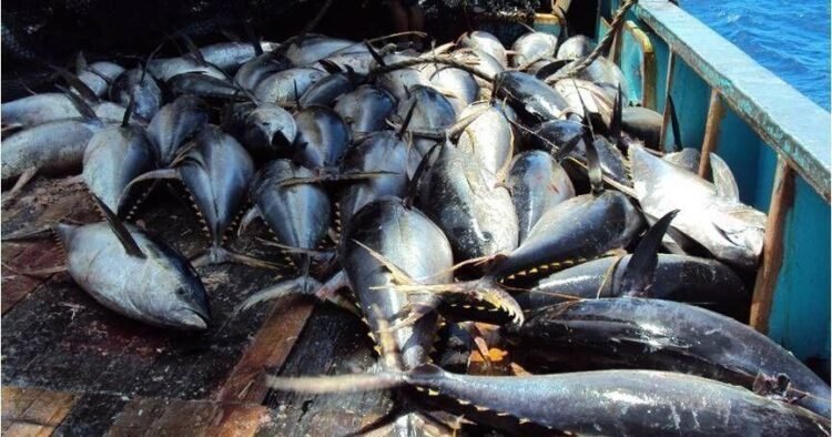 Vanuatu Losing Out on Tuna Wealth, Says Prime Minister | News