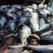 Vanuatu Losing Out on Tuna Wealth, Says Prime Minister | News
