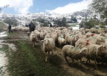 Shepherds stranded on the plateau in Isparta were rescued after 30 hours