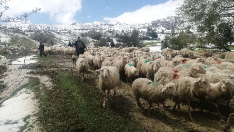 Shepherds stranded on the plateau in Isparta were rescued after 30 hours