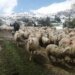 Shepherds stranded on the plateau in Isparta were rescued after 30 hours