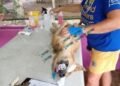 Volunteer vets launch large-scale dog health campaign in Santo