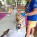 Volunteer vets launch large-scale dog health campaign in Santo
