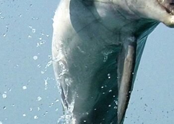 Mined Dolphins: Why Animals Have a Long History of War
