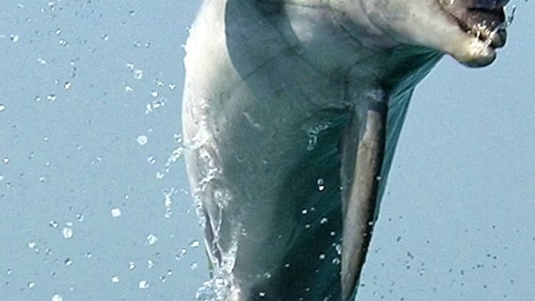 Mined Dolphins: Why Animals Have a Long History of War