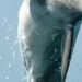 Mined Dolphins: Why Animals Have a Long History of War