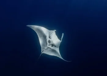 Five manta rays spotted by divers in Eilat Bay