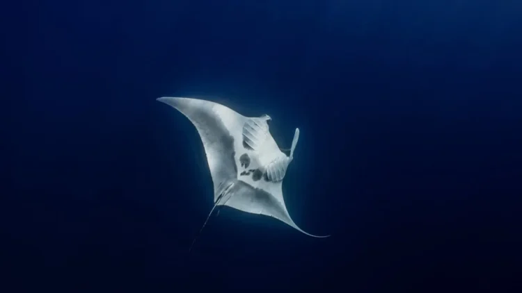 Five manta rays spotted by divers in Eilat Bay