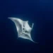 Five manta rays spotted by divers in Eilat Bay