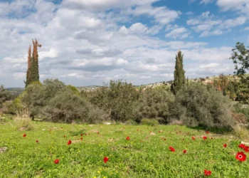 Jerusalem hills are finally recovering from wildfires one year on