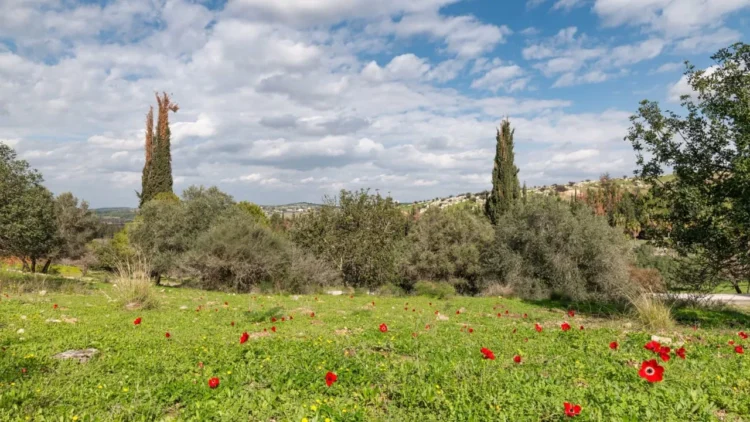 Jerusalem hills are finally recovering from wildfires one year on