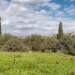 Jerusalem hills are finally recovering from wildfires one year on