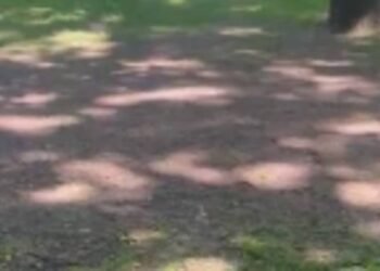 The lawn on Erkindik Boulevard is thinning. Resident video