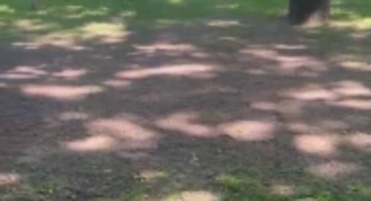 The lawn on Erkindik Boulevard is thinning. Resident video