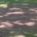 The lawn on Erkindik Boulevard is thinning. Resident video