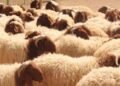 “Retribution”… a popular heritage and health for livestock in Mafraq