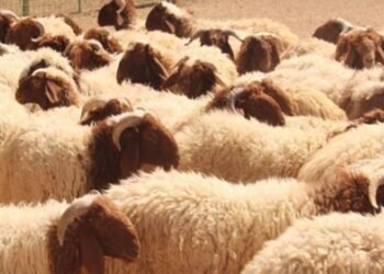 “Retribution”… a popular heritage and health for livestock in Mafraq