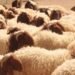 “Retribution”… a popular heritage and health for livestock in Mafraq