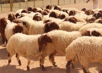 The Greater Salt Municipality determines the locations for selling sacrificial animals