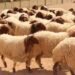 The Greater Salt Municipality determines the locations for selling sacrificial animals