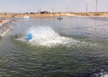 Fish farming in Aqaba…a development model that irrigates the desert and enhances food security