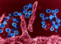 WHO comments on the hantavirus outbreak – nra.lv