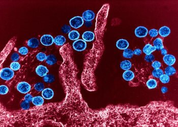 WHO comments on the hantavirus outbreak – nra.lv