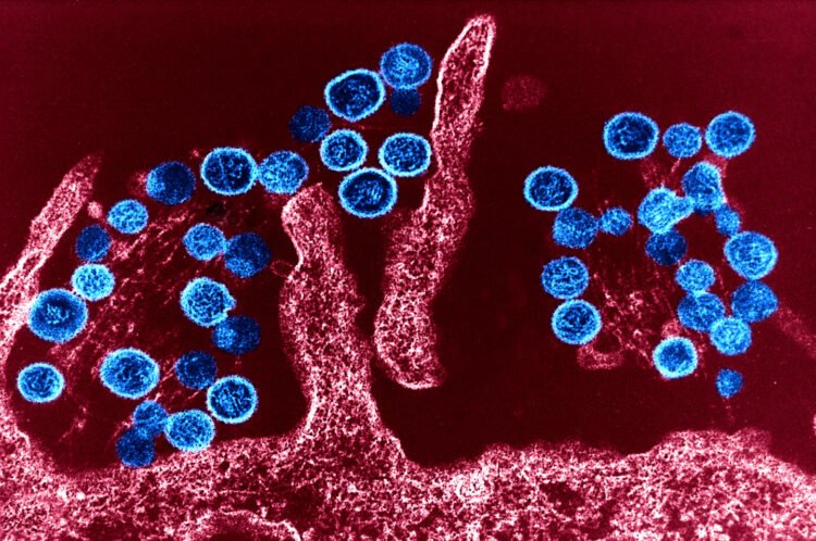 WHO comments on the hantavirus outbreak – nra.lv
