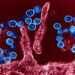 WHO comments on the hantavirus outbreak – nra.lv