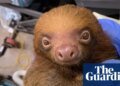Florida prosecutors launch criminal investigation into deaths of 31 sloths | Florida