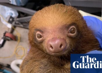 Florida prosecutors launch criminal investigation into deaths of 31 sloths | Florida