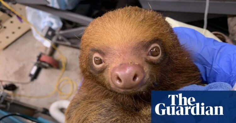 Florida prosecutors launch criminal investigation into deaths of 31 sloths | Florida