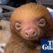 Florida prosecutors launch criminal investigation into deaths of 31 sloths | Florida