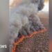 Wildfire tears through hundreds of acres in Arizona