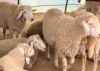 This is how we deal with the sacrifice days before Eid al-Adha – Al-Shorouk Online